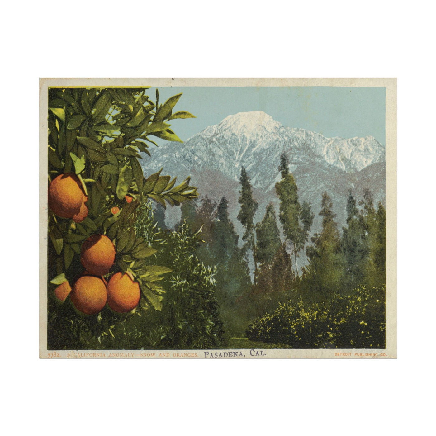 A California Anomaly, Snow and Oranges 14″×11″