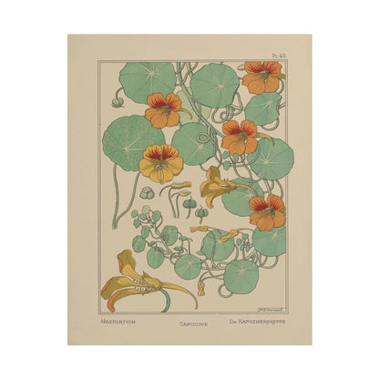 Nasturtium Flower poster by Edmund Dulac  - 11x14 inch print