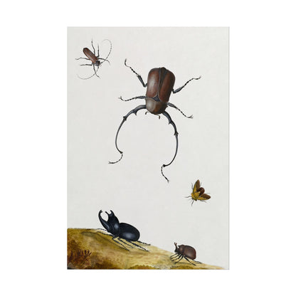 Beetles and Stink Bug