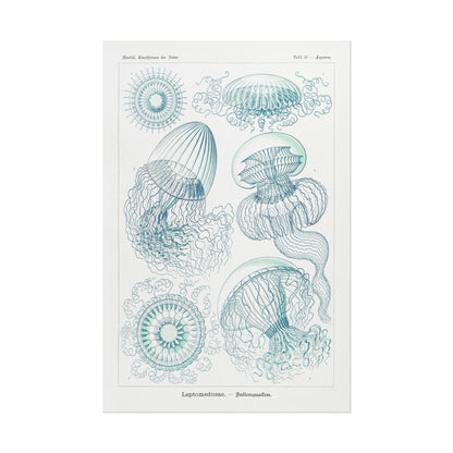 Leptomedusae - Faltenquallen