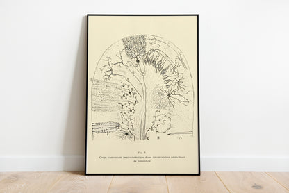Neuron Drawing poster by Ramon Santiago y Cajal  - Black frame wall art