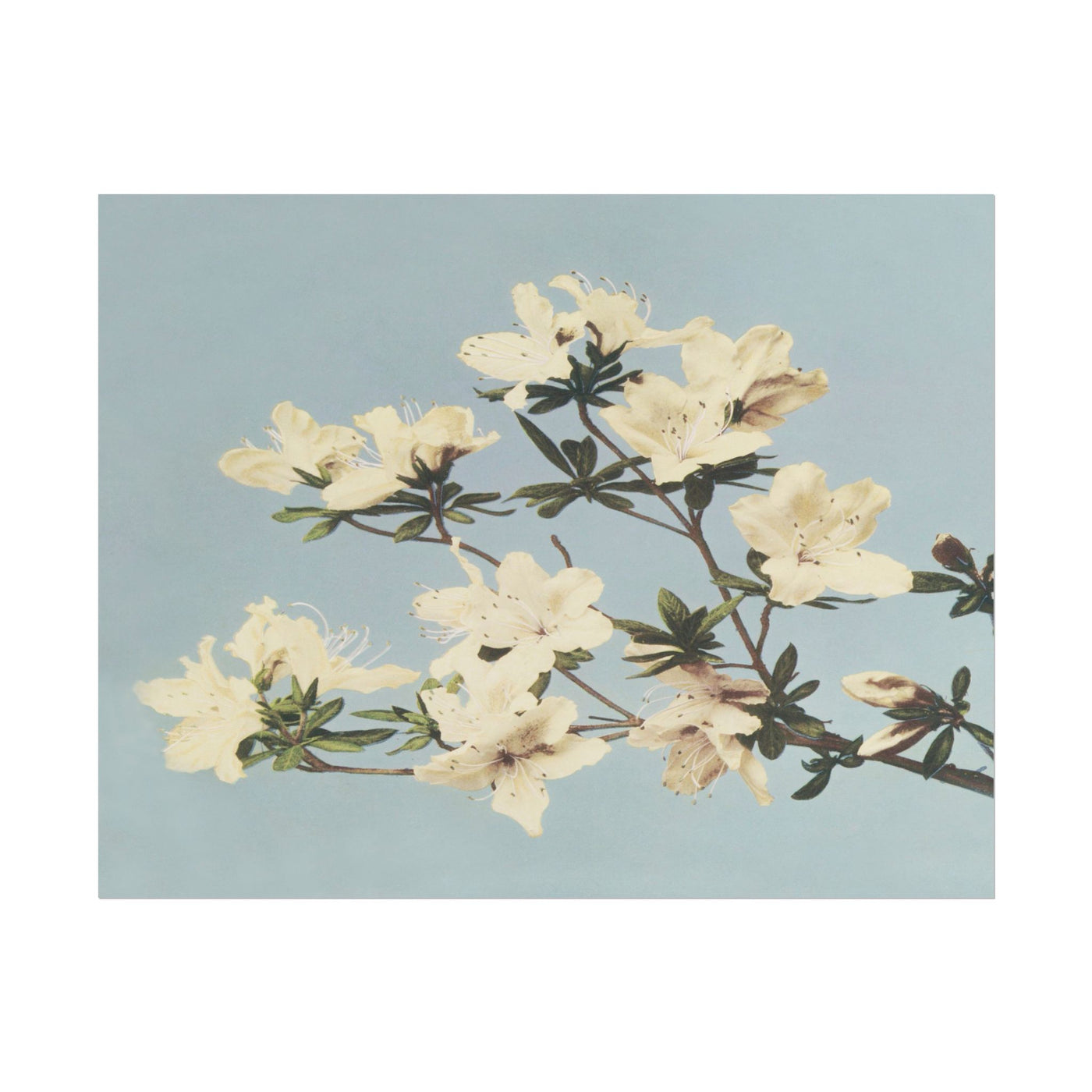 Japanese Azaleas 14″×11″