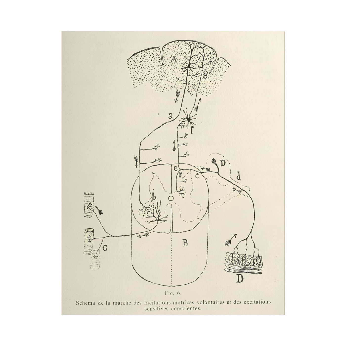Neuron Drawing 11″×14″