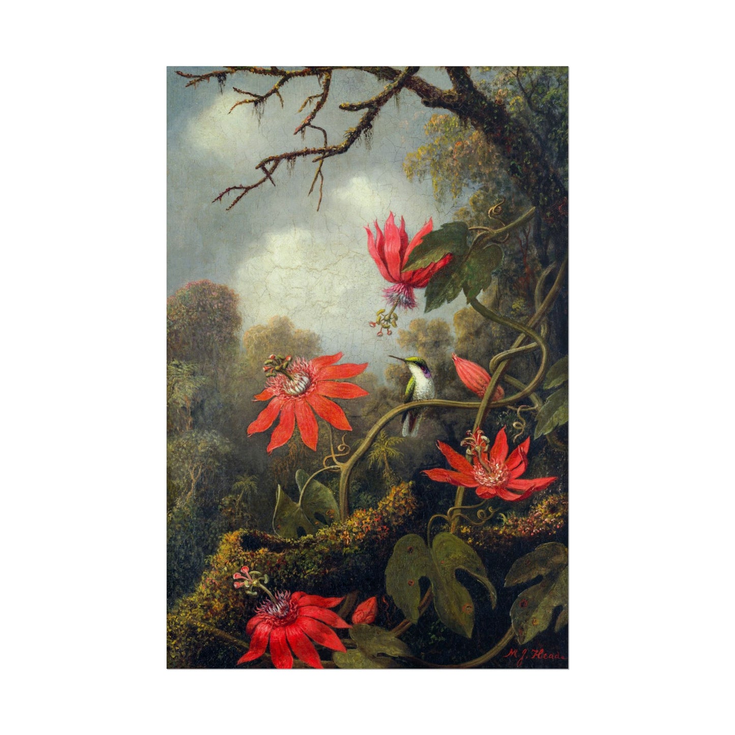 Hummingbird and Passionflowers