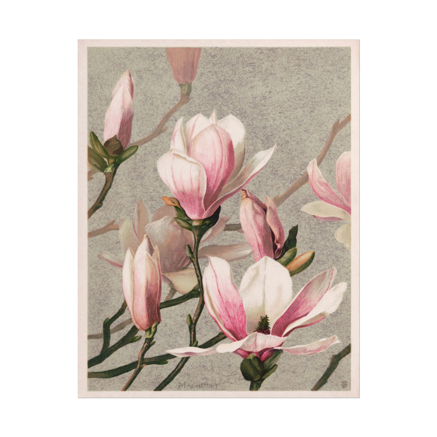 Magnolia Print 11″×14″