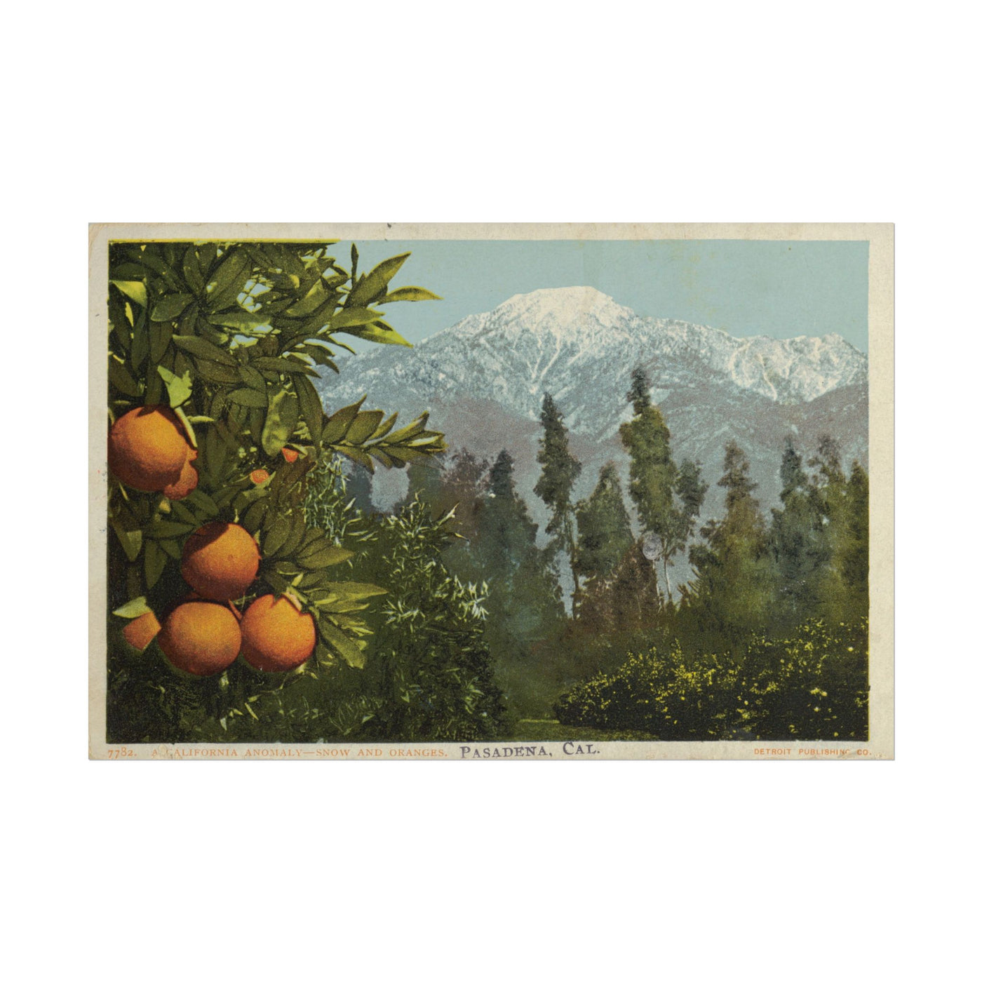 A California Anomaly, Snow and Oranges 18″×12″