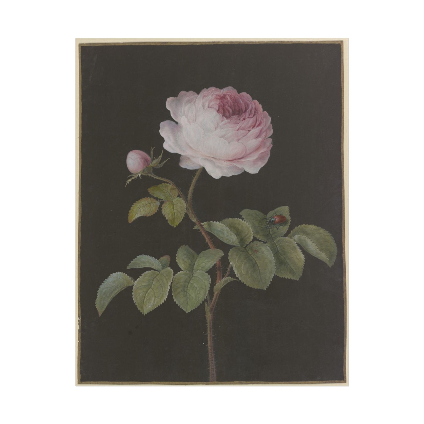 Vintage botanical illustration of a rose flower with a beetle