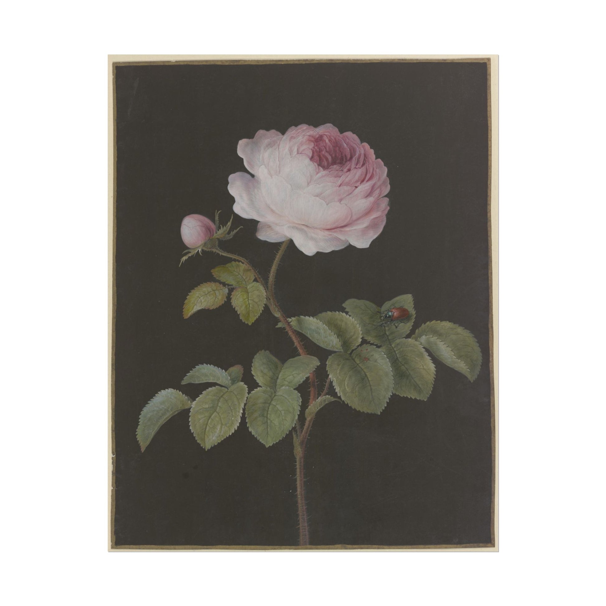 Vintage botanical illustration of a rose flower with a beetle