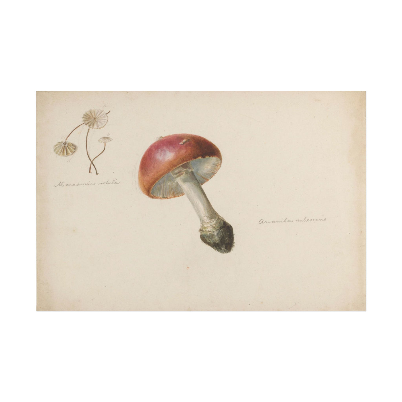 Mushroom 18″×12″