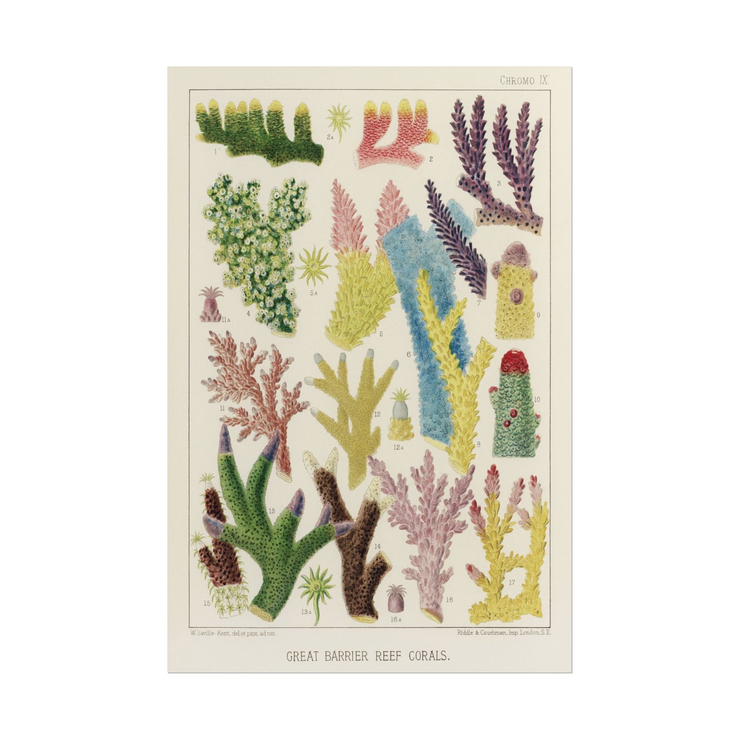 Great Barrier Reef Corals