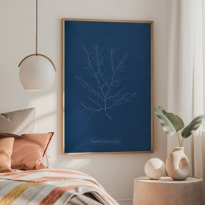Gigartina Pupurascens Cyanotype