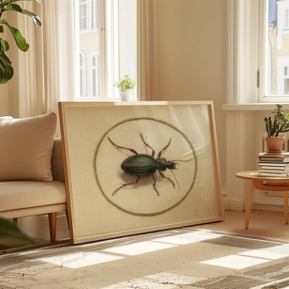 Elegant Beetle Study