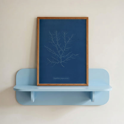 Gigartina Pupurascens Cyanotype