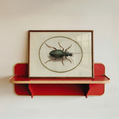 Elegant Beetle Study