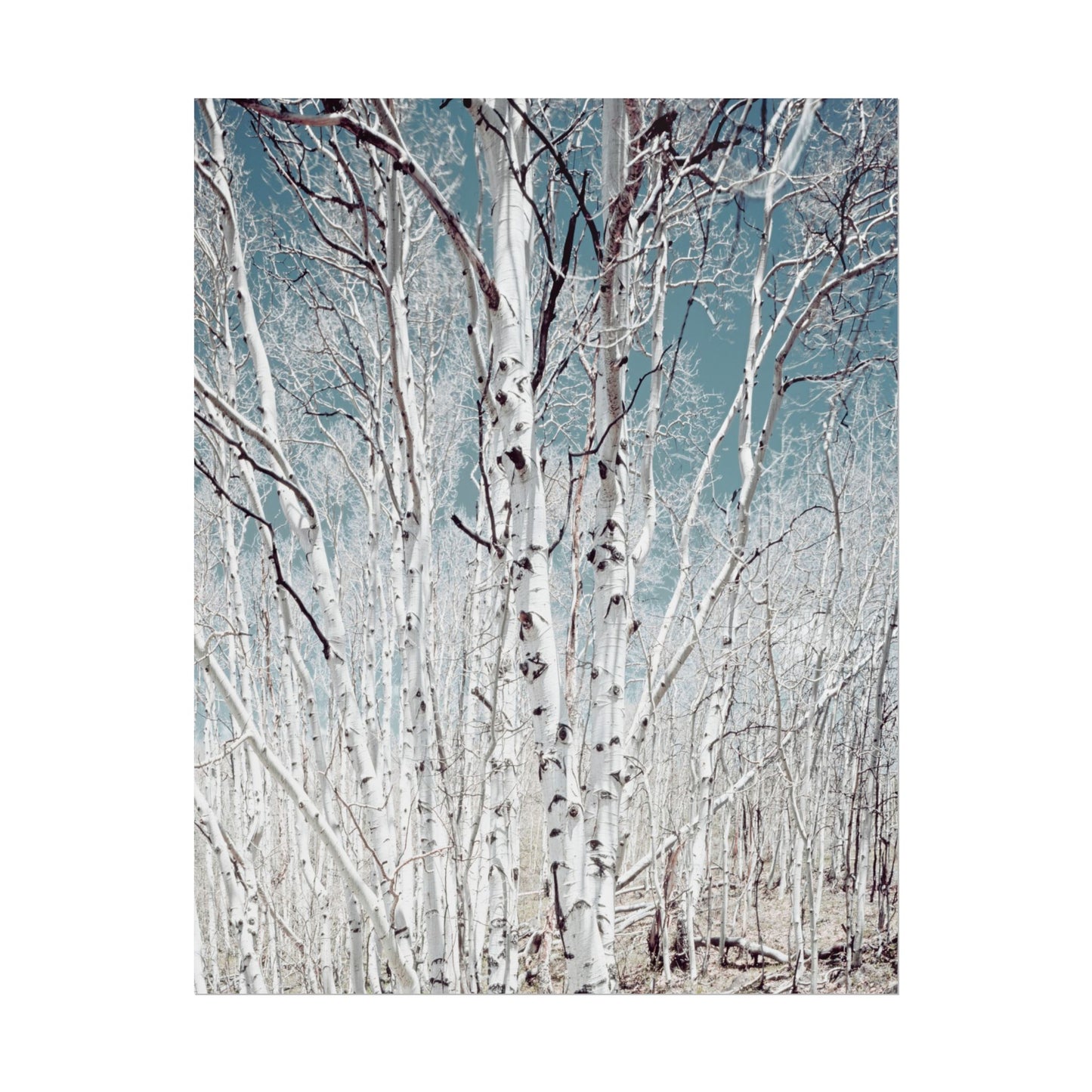 Birch Trees in Utah High Country