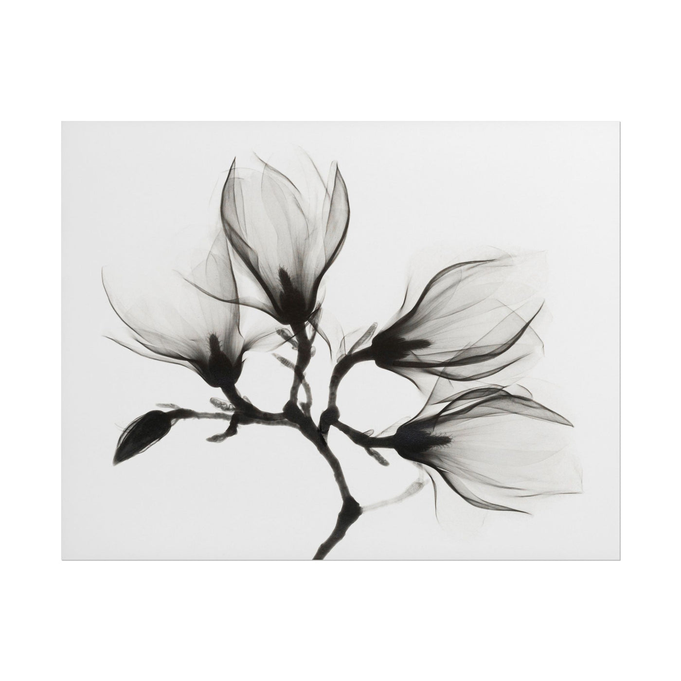 Magnolia Branch 18×12