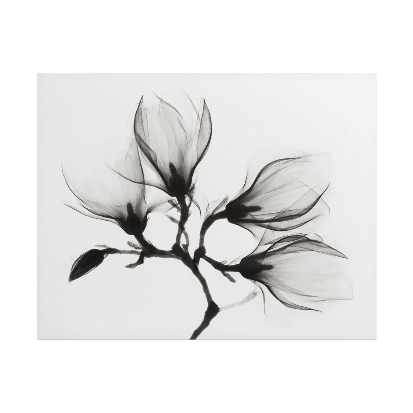 Delicate black and white illustration of a magnolia branch