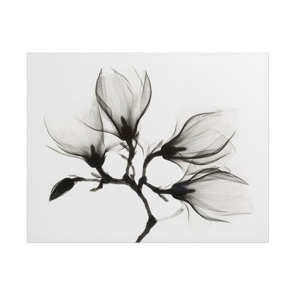Delicate black and white illustration of a magnolia branch