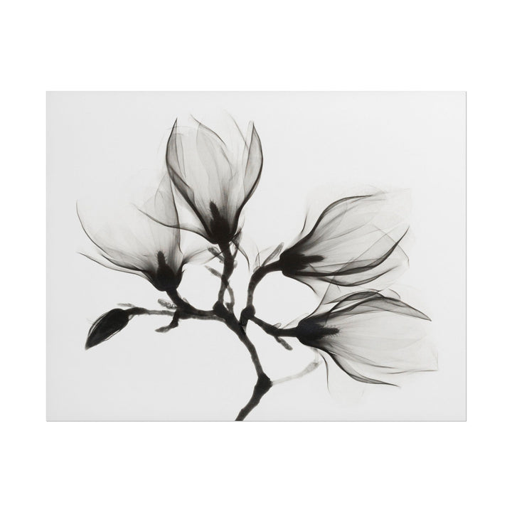 Delicate black and white illustration of a magnolia branch