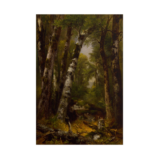 Lush trees and a verdant woodland scene in Woodland Glen.