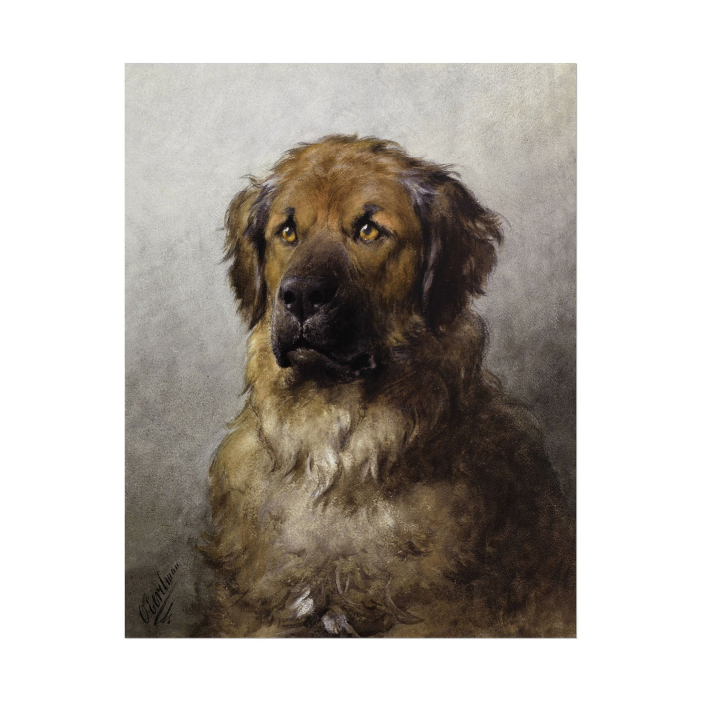 Head of a Leonberger 11″×14″