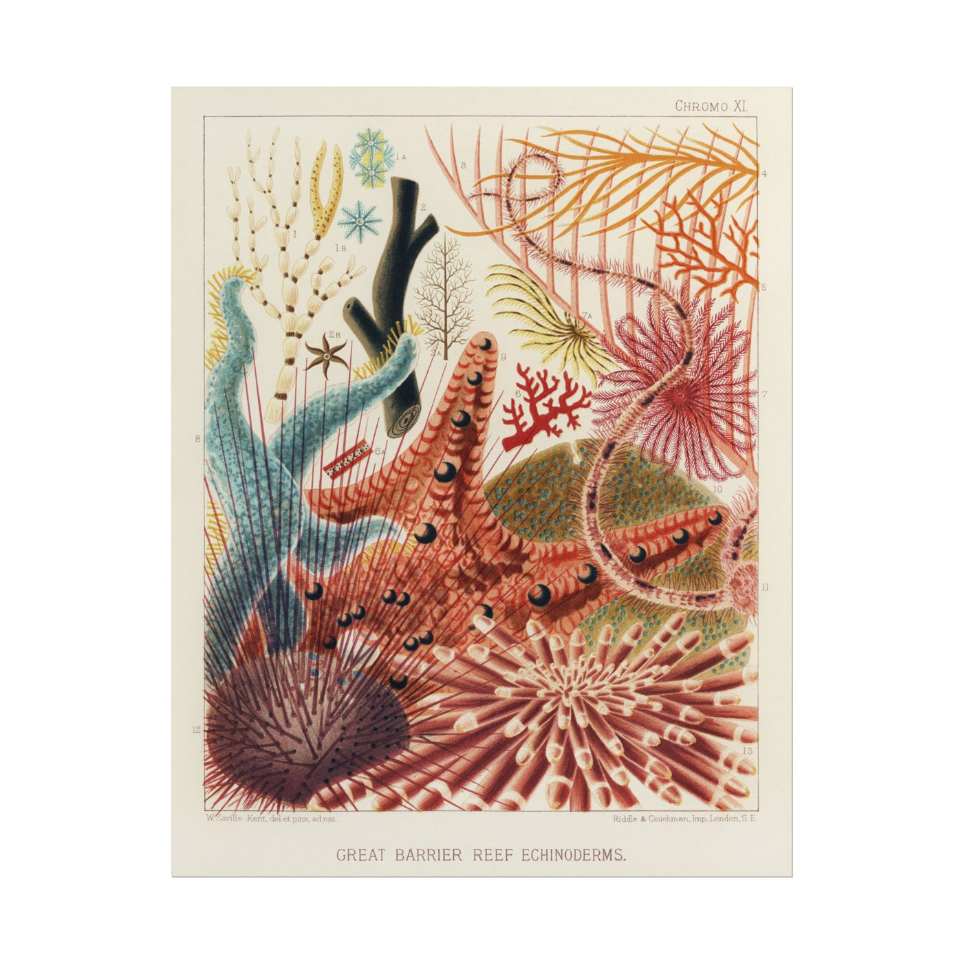 Great Barrier Reef Echinoderms 11″×14″