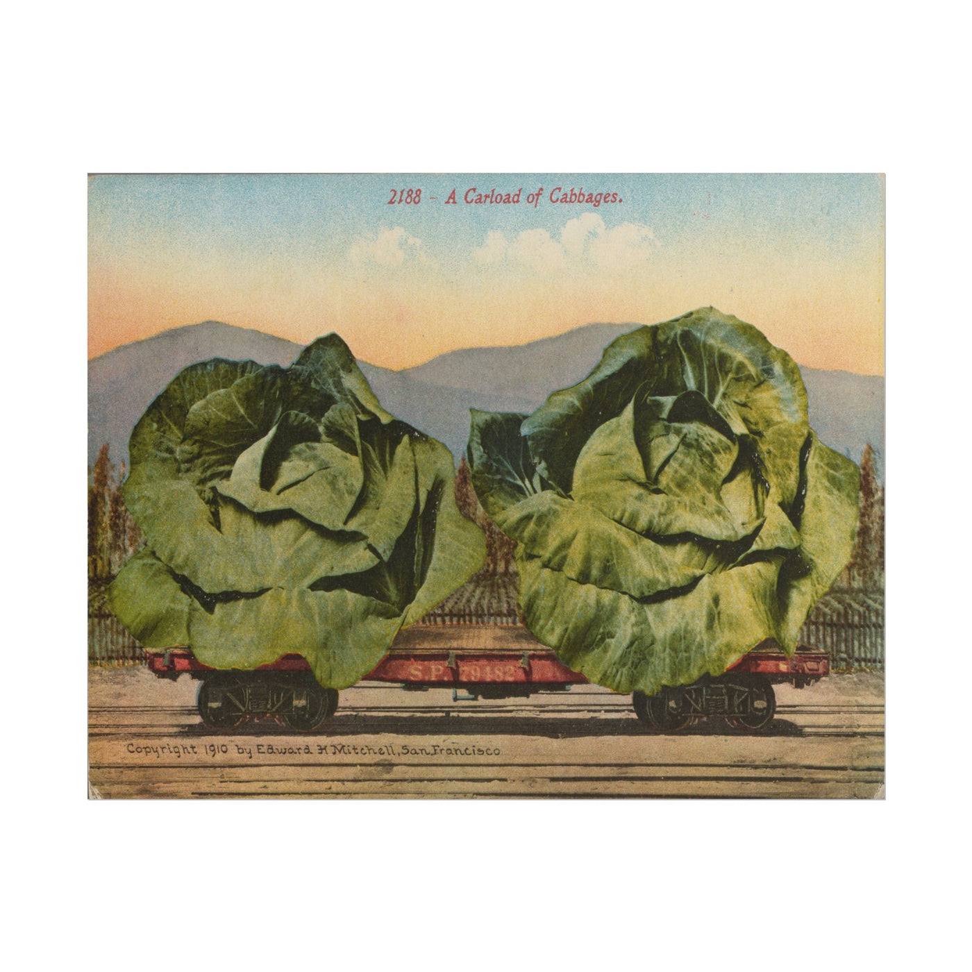 Cabbage Train 14″×11″