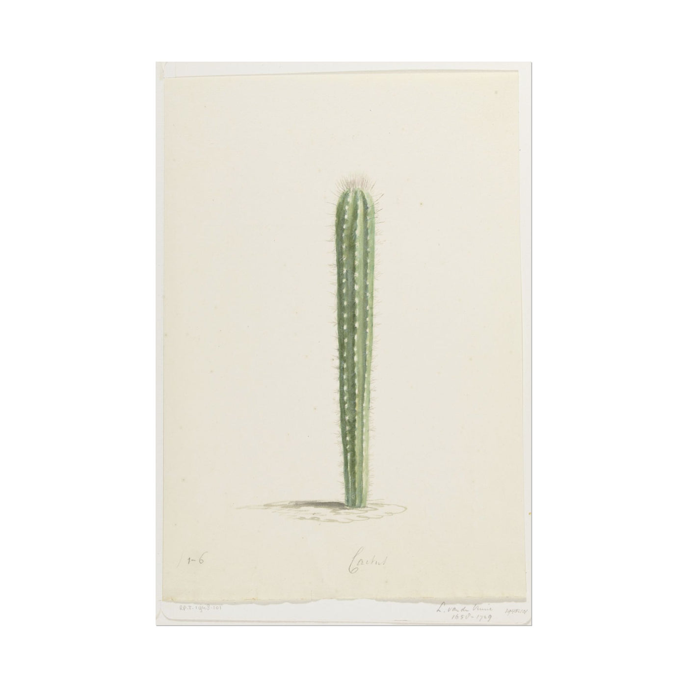 Cactus Botanical 12″×18″