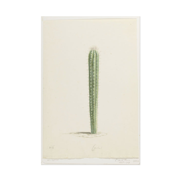 Detailed illustration of a cactus on a soft background.