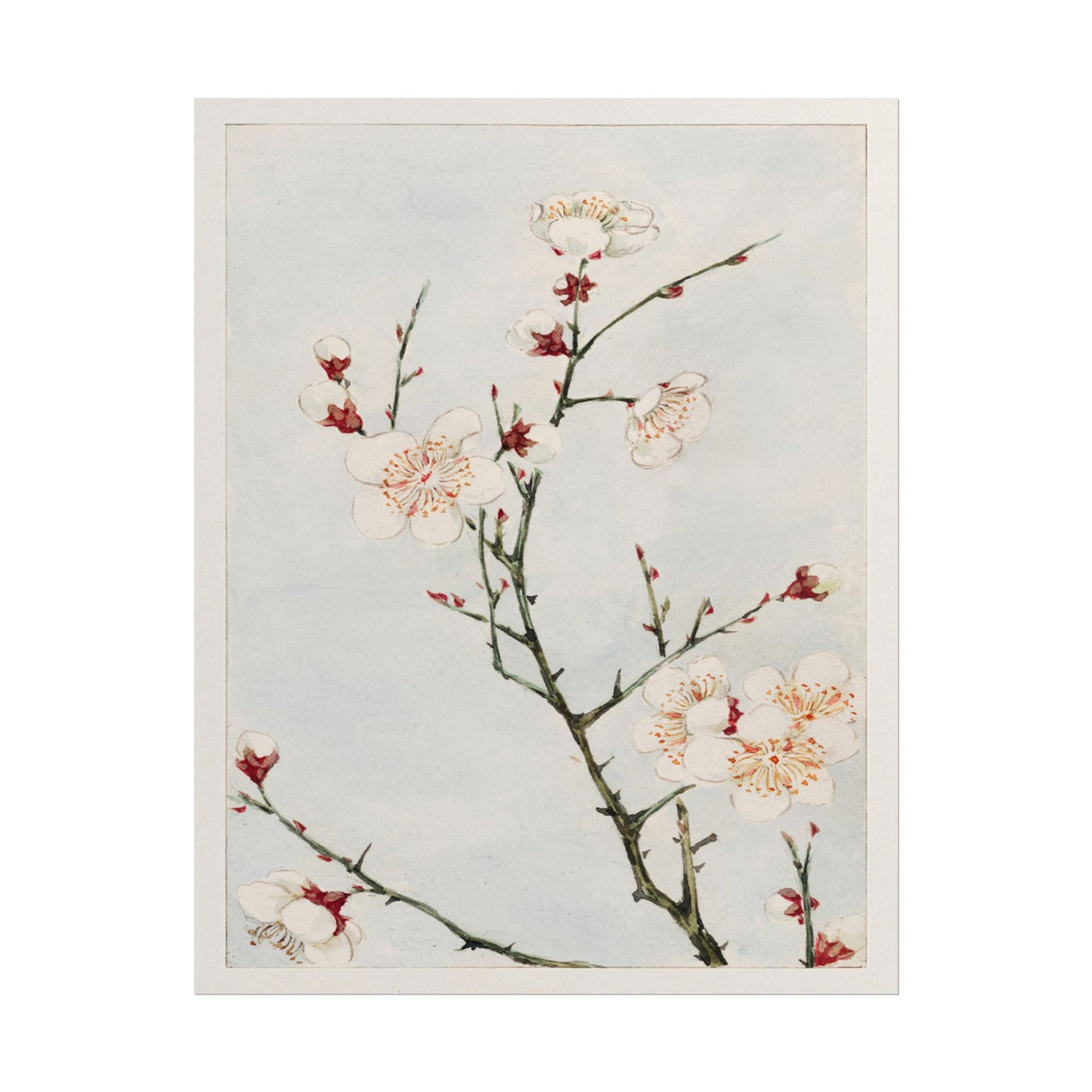 Plum Branches with Blossoms 11″×14″