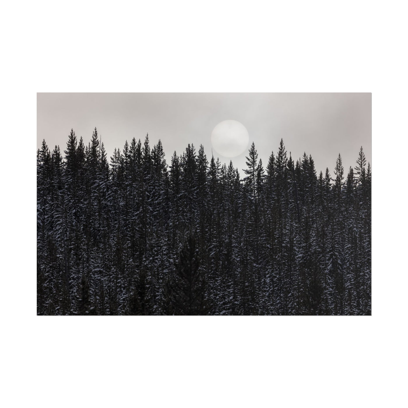 Dark Forest 18″×12″