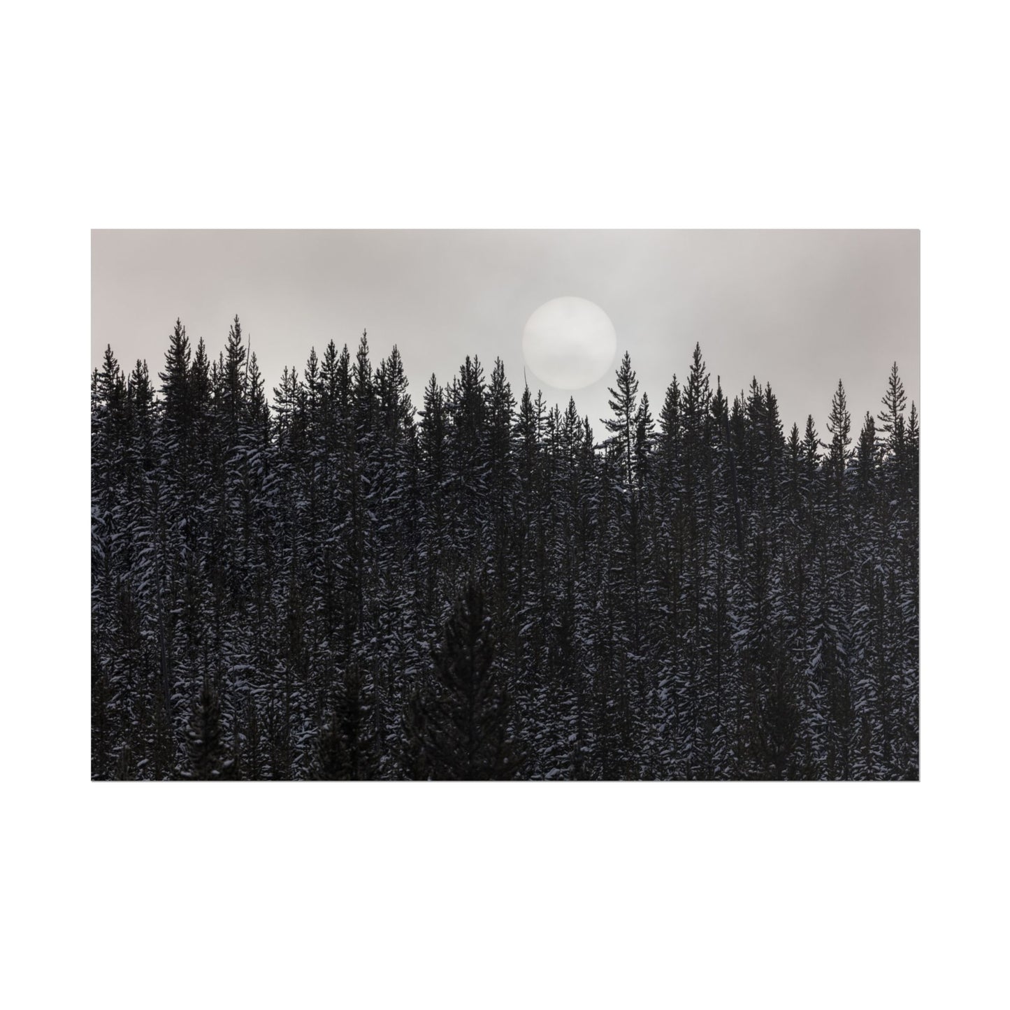 Snow-laden pines in a dark forest under a glowing moon.