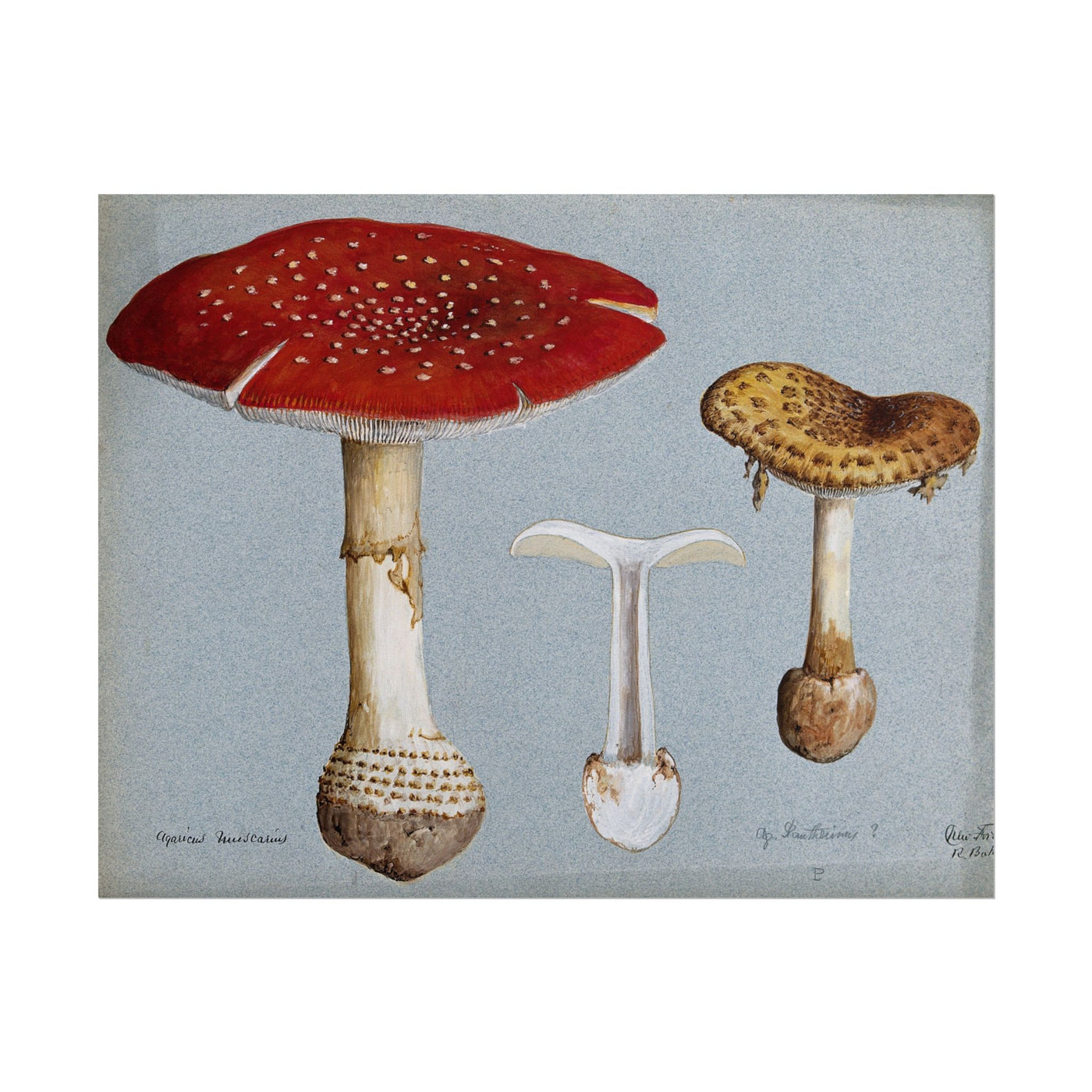 Mushrooms 14″×11″