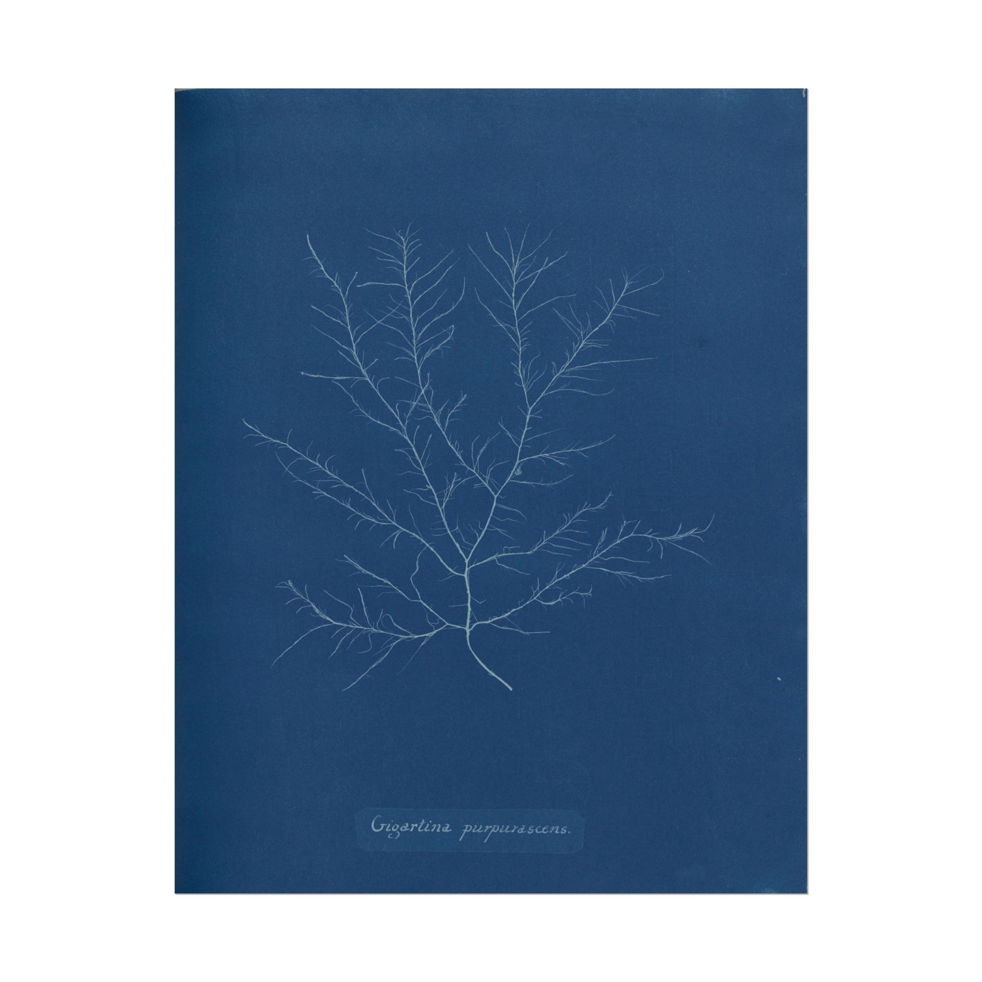 White silhouette of Gigartina Pupurascens against blue background.