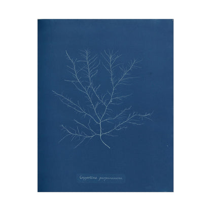 White silhouette of Gigartina Pupurascens against blue background.