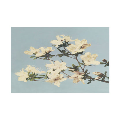 Delicate white Japanese azaleas against a soft blue background.