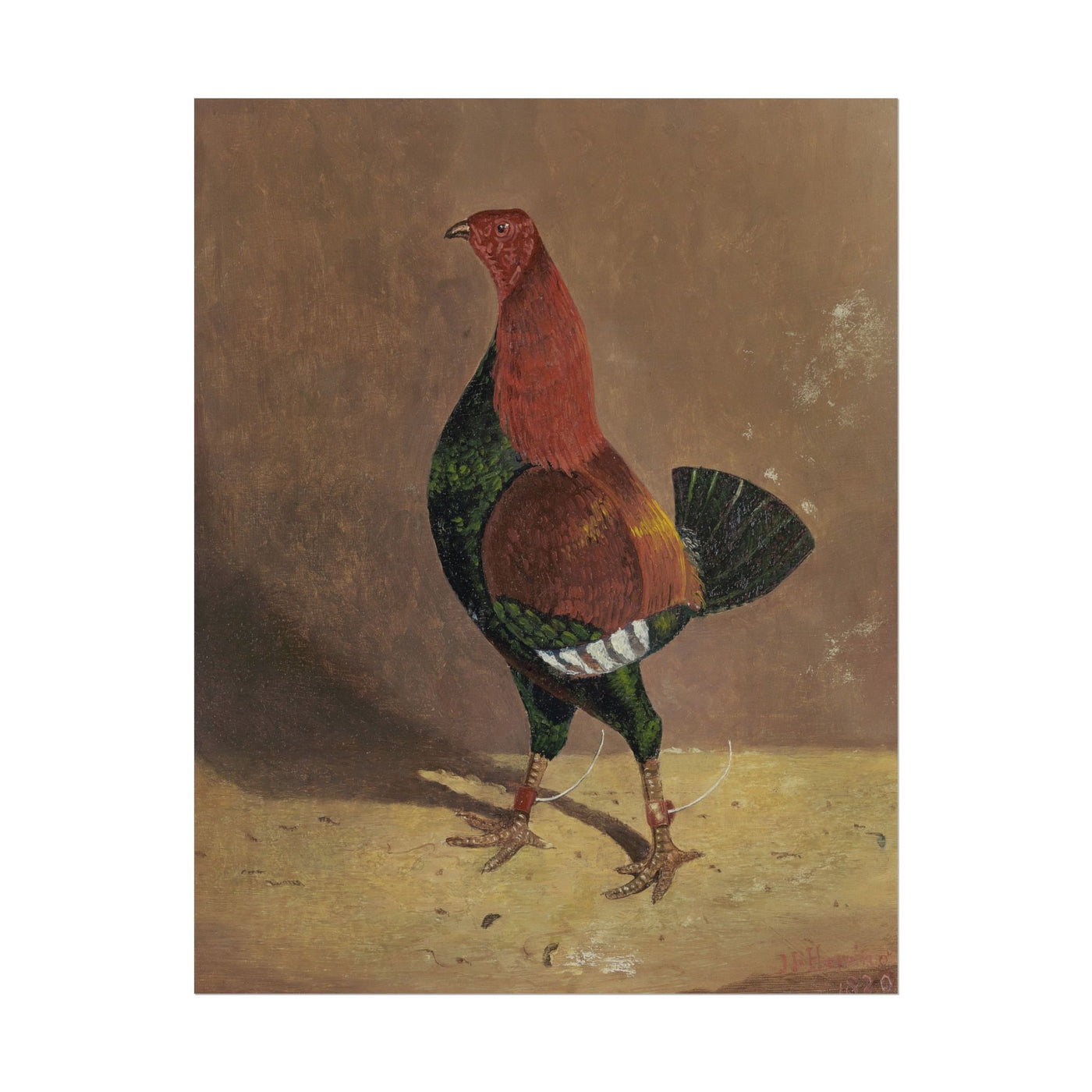 Fighting Cocks 11″×14″