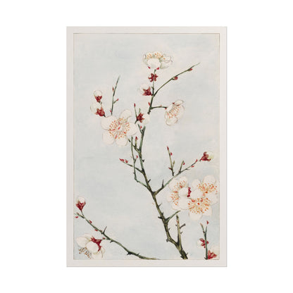 Plum Branches with Blossoms