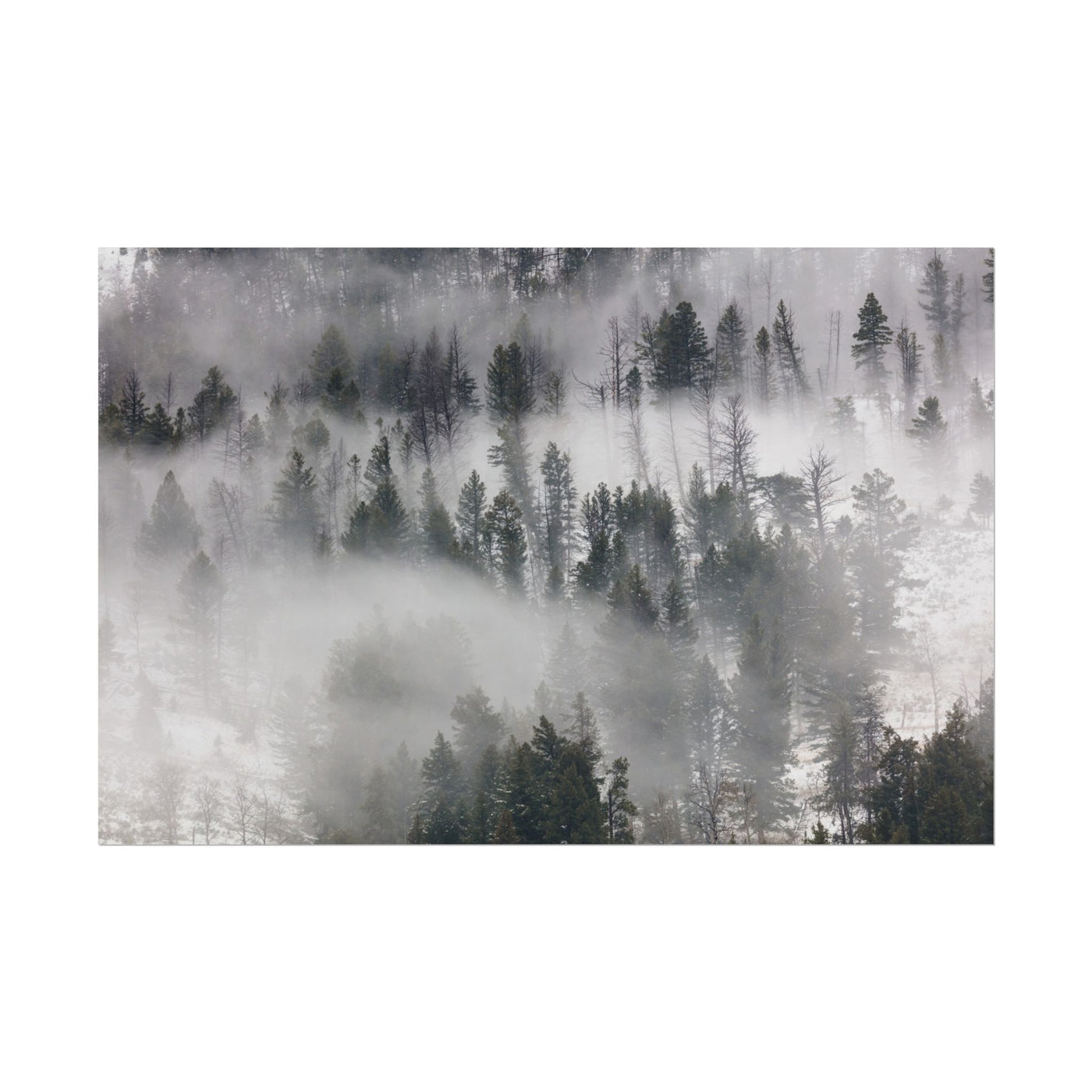 Fog Rolling Through Trees in Lamar Valley 18″×12″