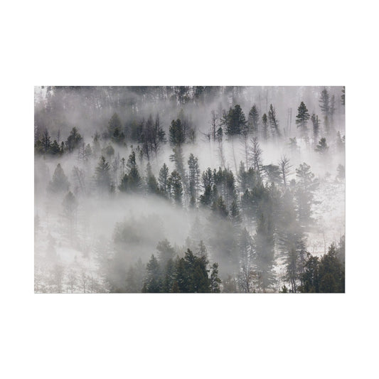 Mist swirling through trees in Lamar Valley, creating a serene atmosphere.