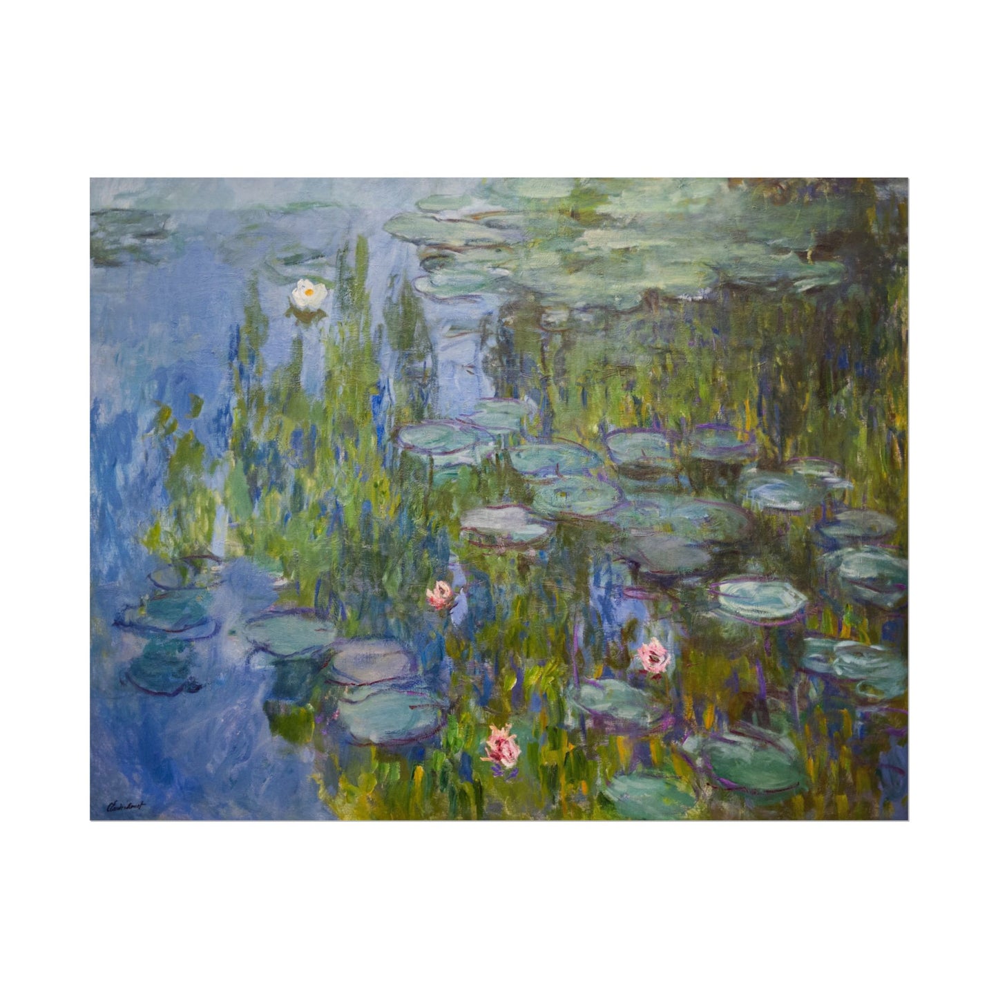 Water Lilies