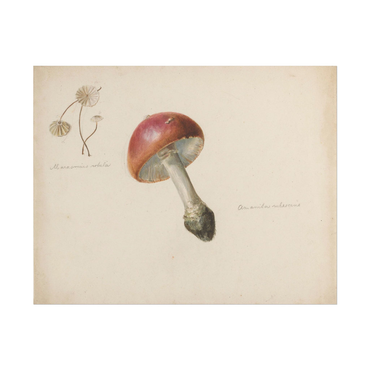 Mushroom 14″×11″