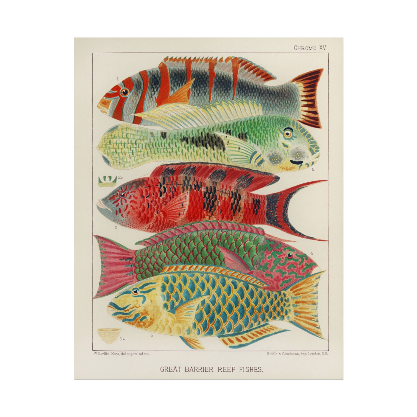 Great Barrier Reef Fishes 11″×14″