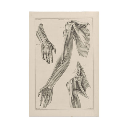 Anatomy of the Arm, Hand, and Shoulder