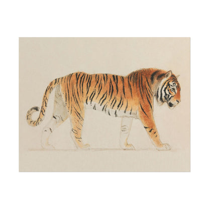 Detailed illustration of a tiger in profile with vibrant stripes.