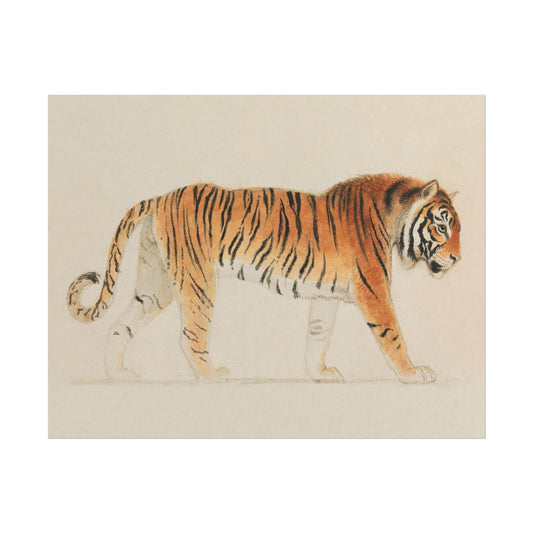 Detailed illustration of a tiger in profile with vibrant stripes.
