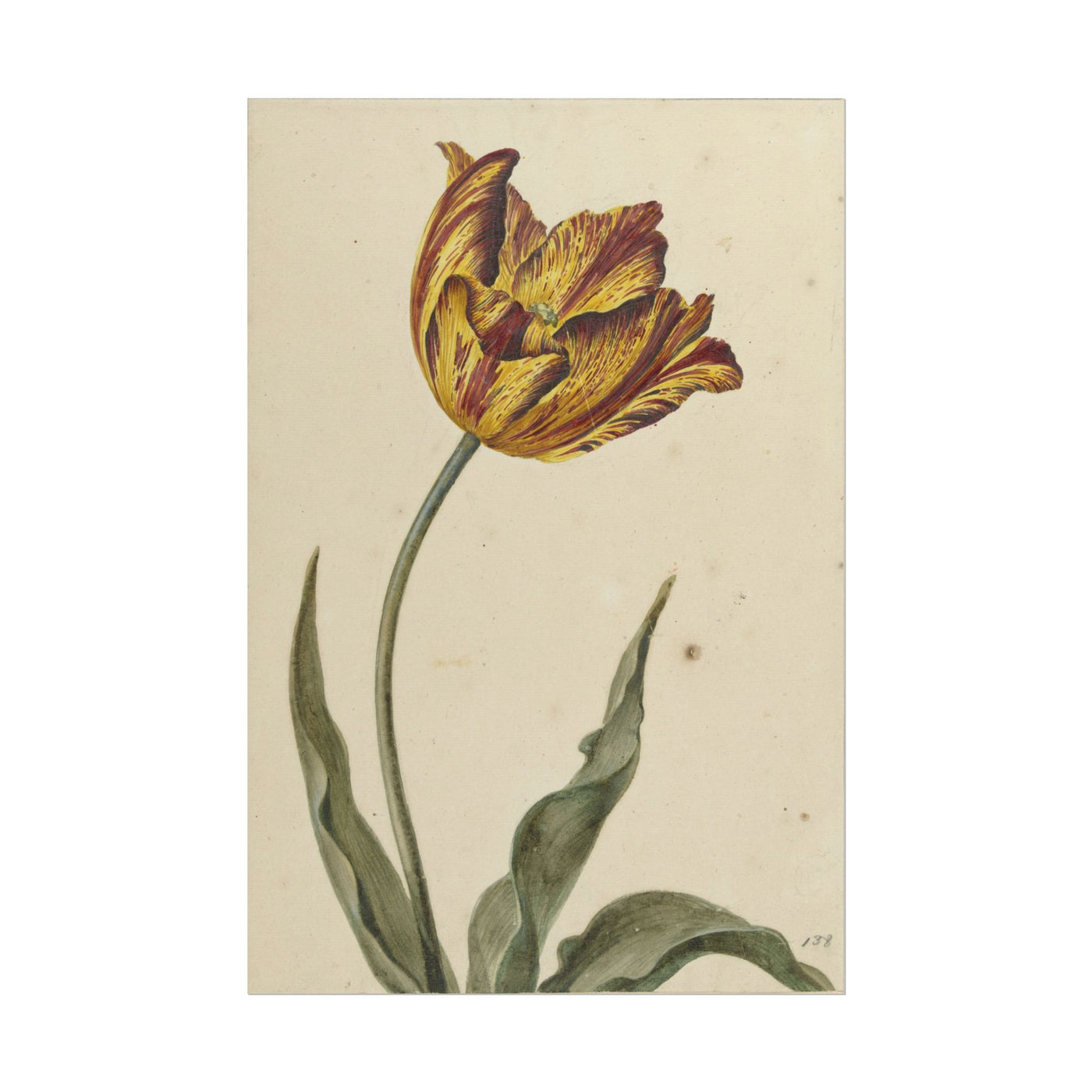 Yellow-Orange Tulip 12″×18″