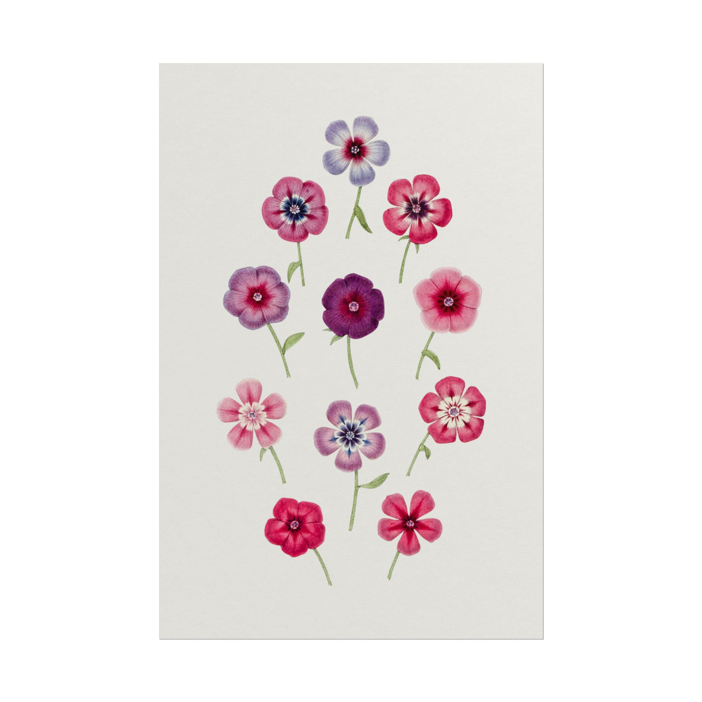 Hand Drawn Colorful Phlox 12″×18″