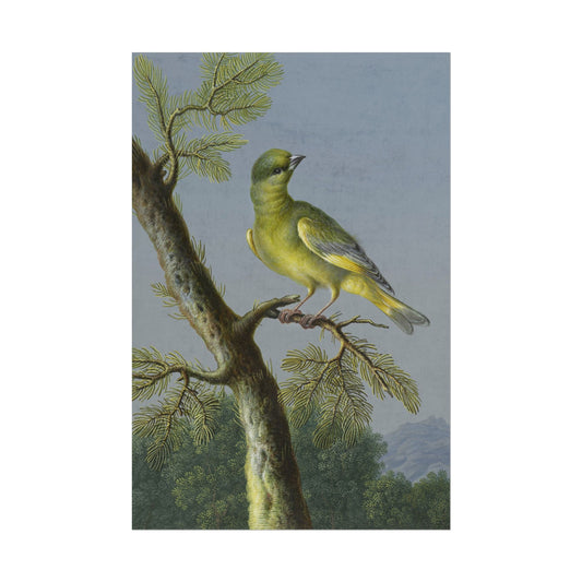Greenfinch