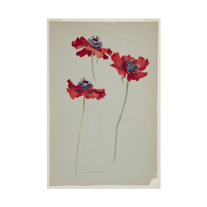 Three Studies of Poppies